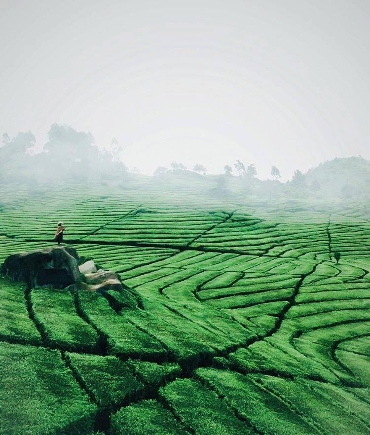 Tempat Menarik Di Bandung Bahagian 1 Kebun Teh Rancabali , Ciwidey